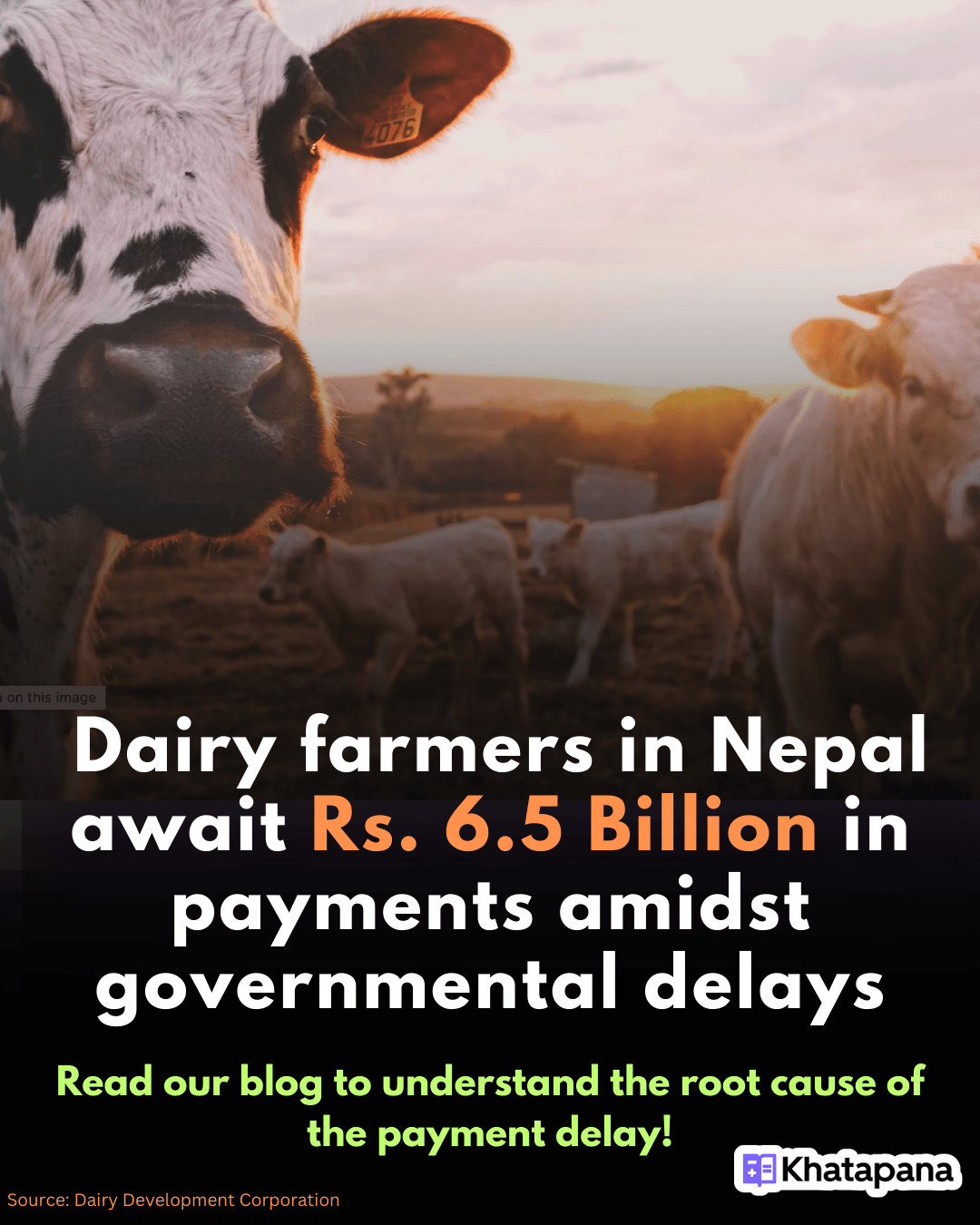 Unpaid Dues and Oversupply: Nepal’s Dairy Farmers in Crisis