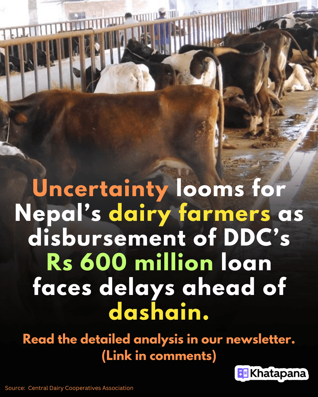 Will Nepal’s Dairy Farmers Get Paid Before Dashain? The Rs. 600 Million Question!
